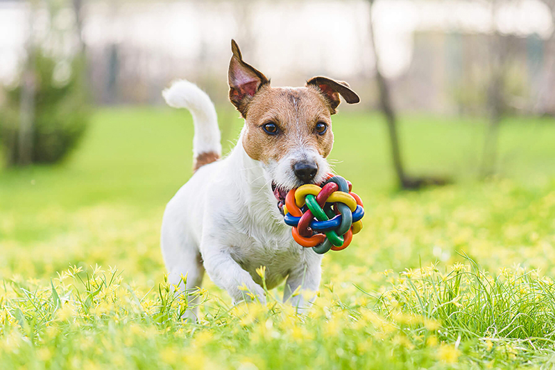 Unleash the Playtime: Choosing the Perfect Toy for Your Dog's Personality
